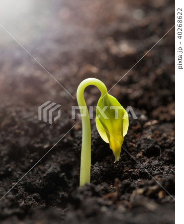 Yellow caterpillar climb down from grass blade Yellow caterpillar climb down from grass blade 40268622