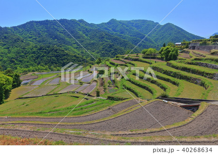 小豆島の中山千枚田の写真素材