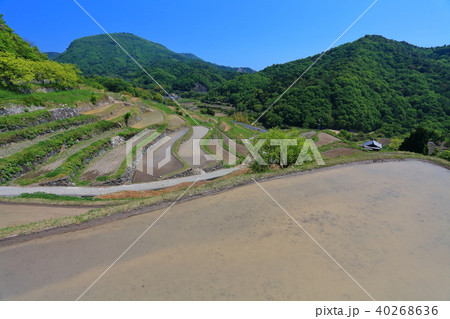 小豆島の中山千枚田 小豆島の中山千枚田 40268636