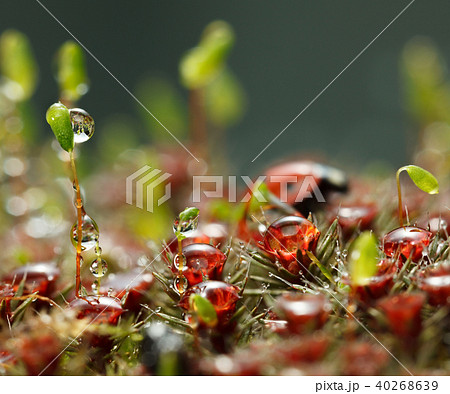 Yellow caterpillar climb down from grass blade 40268639