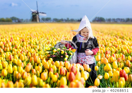 Child in tulip flower field. Windmill in Holland. 40268651