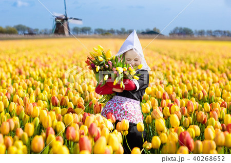 Child in tulip flower field. Windmill in Holland. Child in tulip flower field. Windmill in Holland. 40268652
