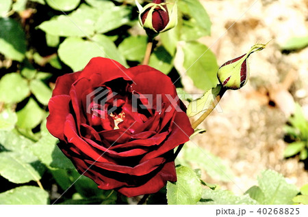 薔薇 薔薇 40268825