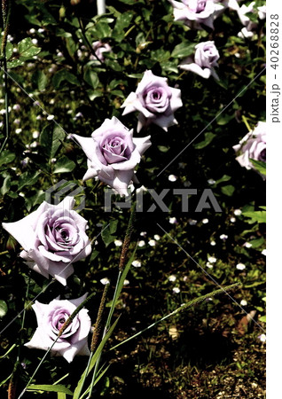 薔薇 薔薇 40268828