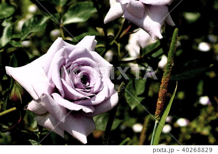 薔薇 薔薇 40268829