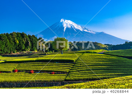 《静岡県》富士山・大淵笹場の茶畑 40268844