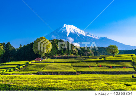 《静岡県》富士山・大淵笹場の茶畑 《静岡県》富士山・大淵笹場の茶畑 40268854