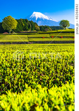 《静岡県》富士山・大淵笹場の茶畑 40268892