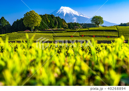 《静岡県》富士山・大淵笹場の茶畑 40268894