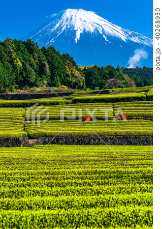 《静岡県》富士山・大淵笹場の茶畑 《静岡県》富士山・大淵笹場の茶畑 40268930