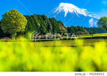 《静岡県》富士山・大淵笹場の茶畑 《静岡県》富士山・大淵笹場の茶畑 40268932