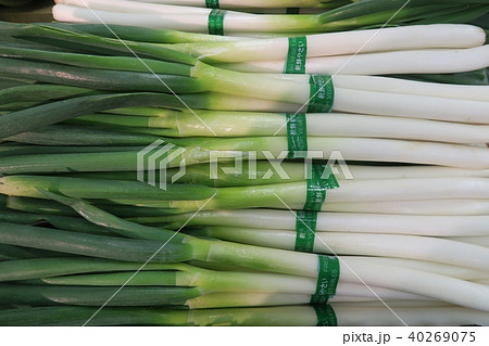 ねぎ ねぎ 40269075