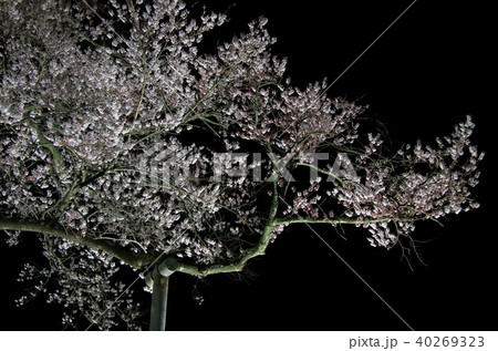 夜桜 40269323