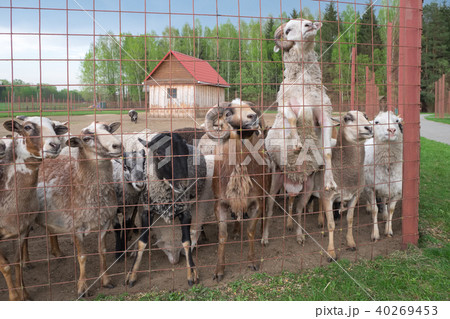 Curious cute Sheep and rams. 40269453