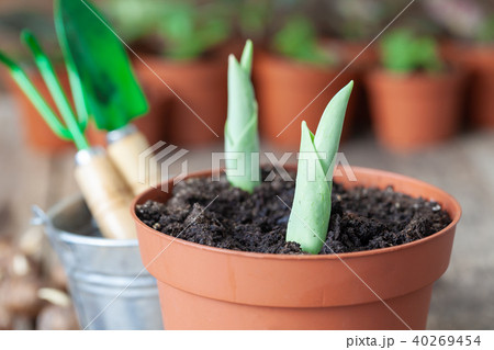 Growing tulips in flowerpot. Bucket, shovel, rake. Growing tulips in flowerpot. Bucket, shovel, rake. 40269454