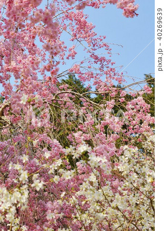 桜の背景素材・秩父宮記念公園の満開の枝垂桜とリョクガクザクラ・縦位置 桜の背景素材・秩父宮記念公園の満開の枝垂桜とリョクガクザクラ・縦位置 40269639