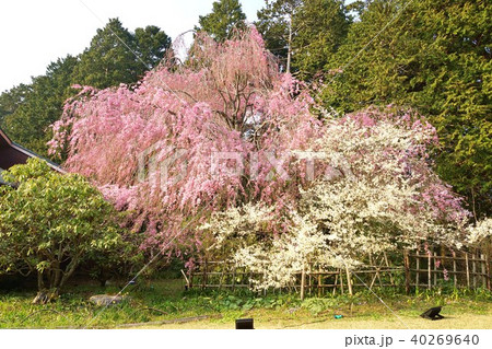 桜の背景素材・秩父宮記念公園の満開の枝垂桜とリョクガクザクラのある庭・横位置 桜の背景素材・秩父宮記念公園の満開の枝垂桜とリョクガクザクラのある庭・横位置 40269640