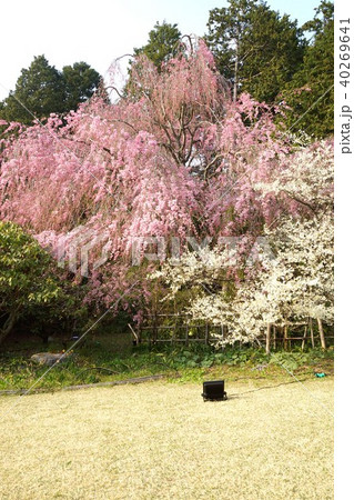 桜の背景素材 秩父宮記念公園の満開の枝垂桜とリョクガクザクラのある庭 縦位置の写真素材