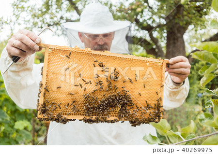 Beekeeper holding honeycomb with bees in his hands 40269975