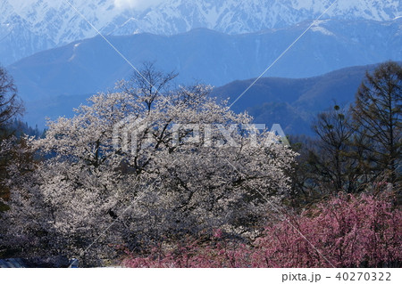 北アルプスと番所桜 長野 小川村の写真素材