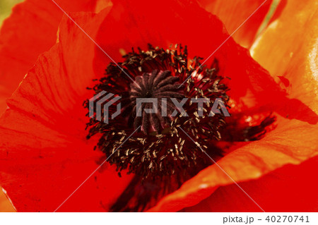 Poppy in field Poppy in field 40270741
