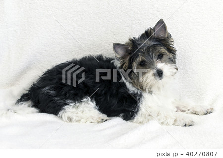 Studio shot of a cute Biewer Yorkshire Terrier puppy lying on white fur background. Studio shot of a cute Biewer Yorkshire Terrier puppy lying on white fur background. 40270807