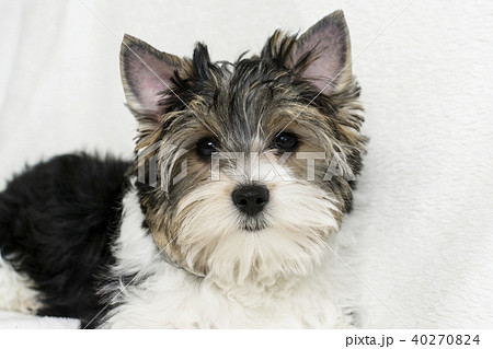 Studio shot of a cute Biewer Yorkshire Terrier puppy lying on white fur background. 40270824