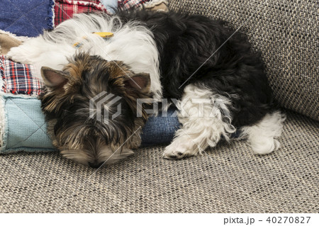 Cute Biewer Yorkshire Terrier puppy sleeping on pillow Cute Biewer Yorkshire Terrier puppy sleeping on pillow 40270827