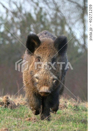 Adult wild boar Sus scrofa Adult wild boar Sus scrofa 40271209