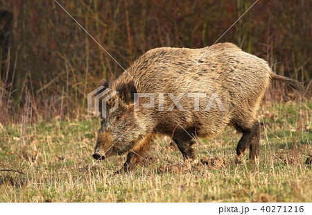 Adult wild boar Sus scrofa Adult wild boar Sus scrofa 40271216