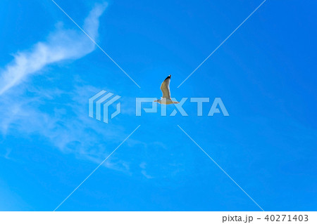 青空を飛ぶカモメ 青空を飛ぶカモメ 40271403
