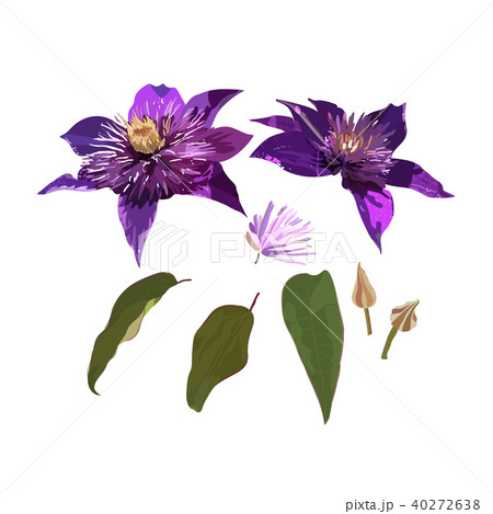 Clematis purple flowers and leaves. Vector Set Clematis purple flowers and leaves. Vector Set 40272638