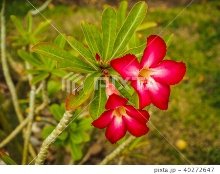 Red Azalea flowers in garden Red Azalea flowers in garden 40272647