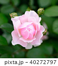 バラ 40272797