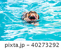 Pug dog swim at local public pool with tongue out 40273292
