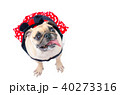 Cute dog puppy pug with mouse costume dress 40273316