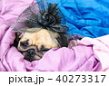 Cute pug puppy dog wearing a bridal veil 40273317