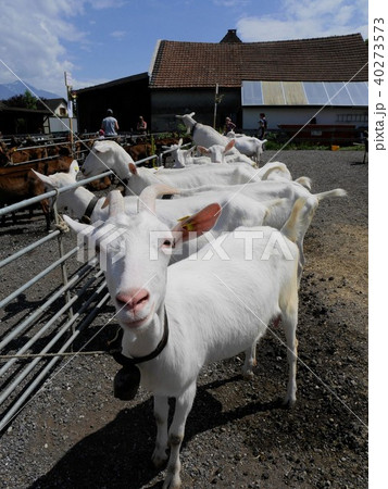 可愛い白山羊のザーネン (スイス) 可愛い白山羊のザーネン (スイス) 40273573