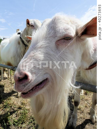 立派な髭の白山羊ザーネンの雄　（スイス） 40273693