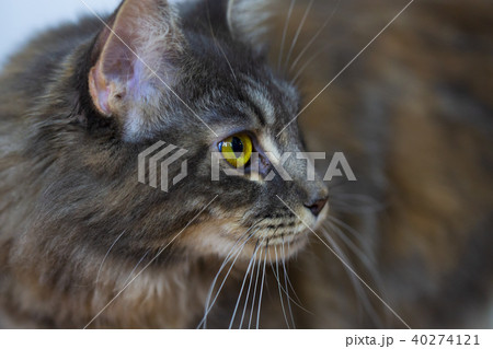 Portrait of a Maine Coon cat 40274121