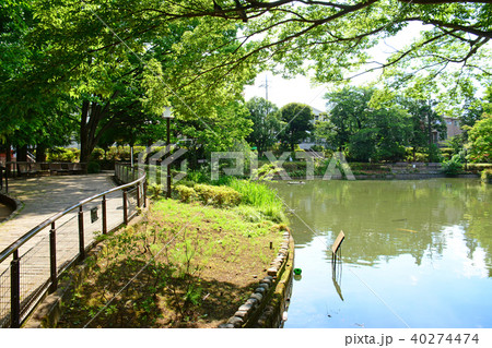 東京都杉並区清水 妙正寺公園 東京都杉並区清水 妙正寺公園 40274474