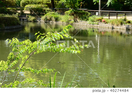 東京都杉並区清水　妙正寺公園 40274484