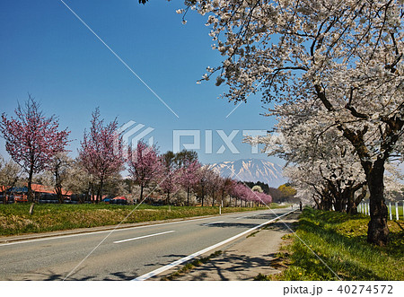 小岩井農場桜並木と岩手山 小岩井農場桜並木と岩手山 40274572