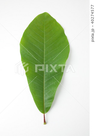 朴葉 朴葉 40274577