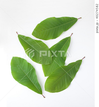 朴葉  朴葉 40274582