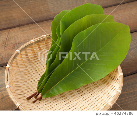 朴葉  朴葉 40274586