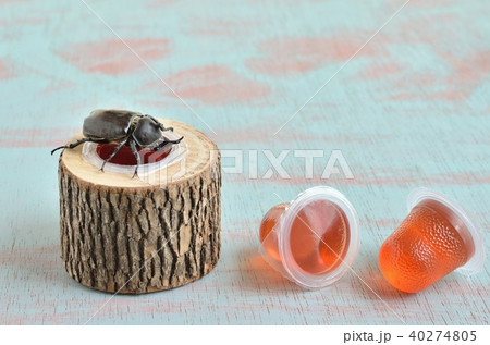 カブトムシが昆虫ゼリーを食べているところ カブトムシが昆虫ゼリーを食べているところ 40274805
