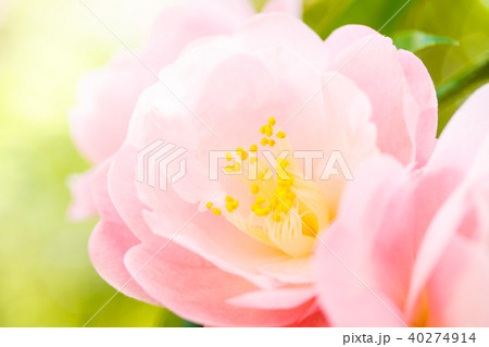 ツバキ・春曙紅 ツバキ・春曙紅 40274914