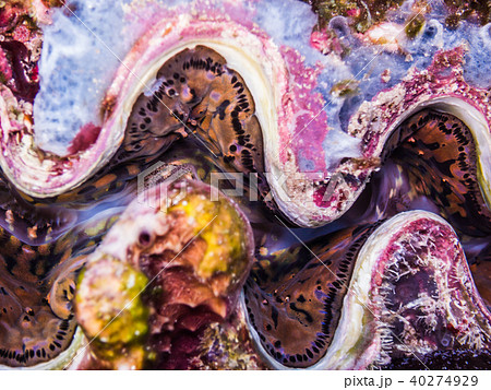 美しい外套膜を見せるヒレシャコガイ Scalded Clam パラオの写真素材