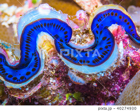 美しい外套膜を見せるヒレシャコガイ Scalded Clam パラオの写真素材